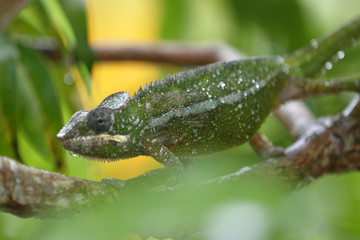 Panther Chamaeleon auf Nahrungssuche