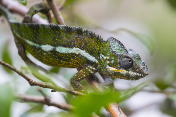 Panther Chamaeleon auf Nahrungssuche