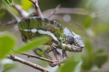 Panther Chamaeleon auf Nahrungssuche