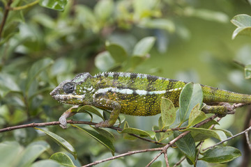 Panther Chamaeleon auf Nahrungssuche