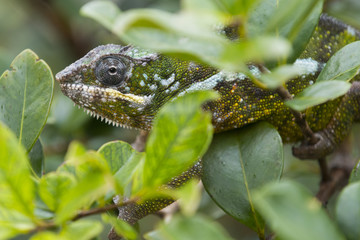 Panther Chamaeleon auf Nahrungssuche