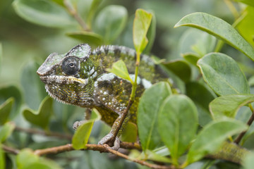 Panther Chamaeleon auf Nahrungssuche