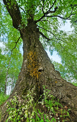 A huge old birch bottom view.