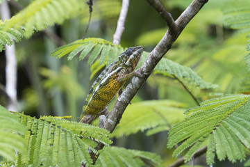 Panther Chamaeleon auf Nahrungssuche