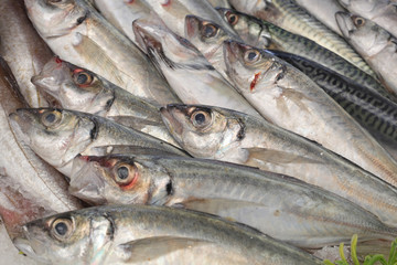 Obraz premium Mackerel fish in the market