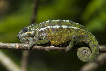 Panther Chamaeleon auf Nahrungssuche
