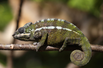 Panther Chamaeleon auf Nahrungssuche