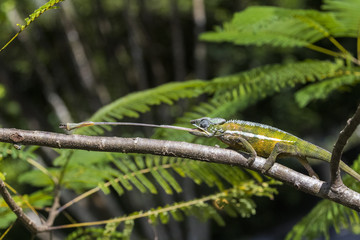 Panther Chamaeleon erbeutet Insekt