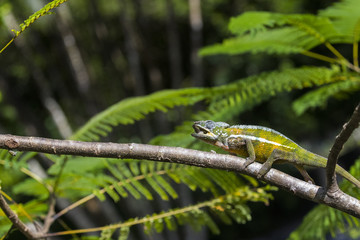 Panther Chamaeleon erbeutet Insekt