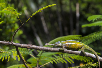 Panther Chamaeleon erbeutet Insekt