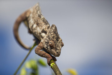 Chamaeleon auf Nahrungssuche