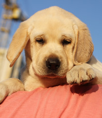 a little cute labrador puppy on a shoulder