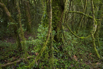 Naklejka premium Regenwald im Ranomafana National Park