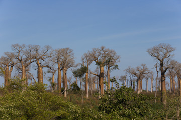 Fototapeta na wymiar Baobab Baeume 