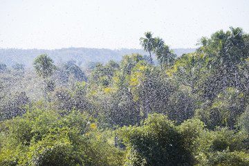 Obraz premium Heuschreckenplage