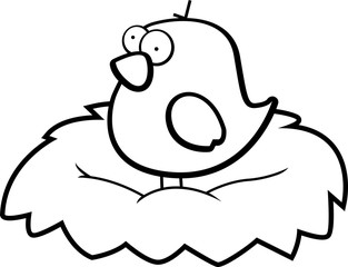 Bird Nest