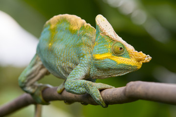Parsons Chamaeleon auf einem Ast