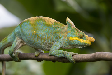 Parsons Chamaeleon auf einem Ast