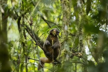 Bambuslemur bei der Nahrungsaufnahme