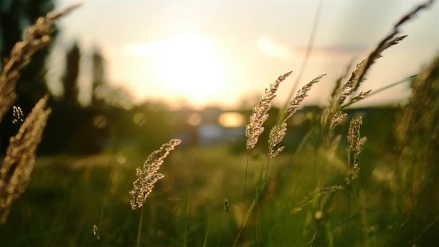 Sonnenuntergang Berlin Wildpflanzen Idylle