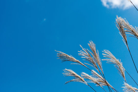 「初秋イメージ」の写真素材 | 1,897件の無料イラスト画像 | Adobe Stock
