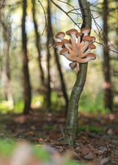 Wild mushrooms on the trunk of the alder in autumn forest.