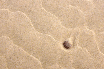 Fototapeta na wymiar Background with yellow sand and a shell