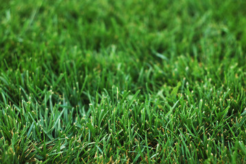 green grass background