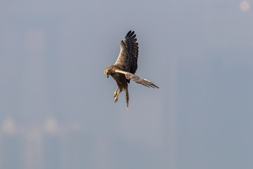 Bird in flight -  Eastern Marsh Harrier (Circus spilonotus)