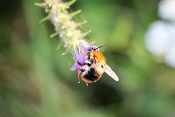 Biene, Hummel auf Blüte 