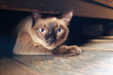 Siamese cat under a cabinet is looking up for someone