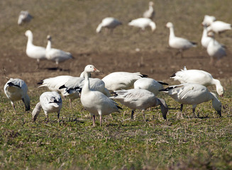 Snow Geese in a Farmer's Field