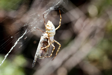Argiope lobata, eine Radnetzspinne 