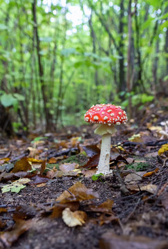 Amanita muscaria, a venomous fungus in the forest