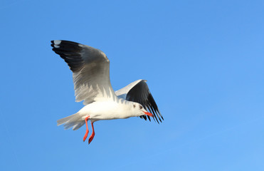 Seagull flying in beautiful sky.