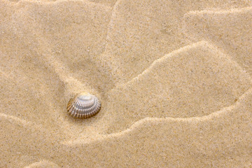 Background with yellow sand and a shell