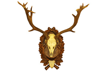 beautiful fallow deer stag hunting trophy