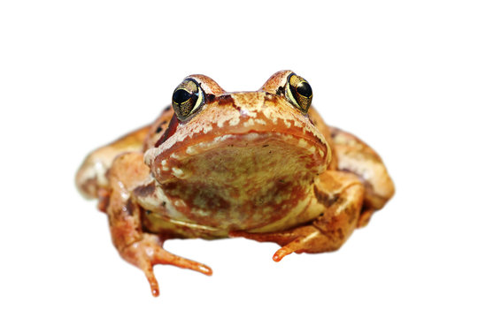 closeup of european common frog over white