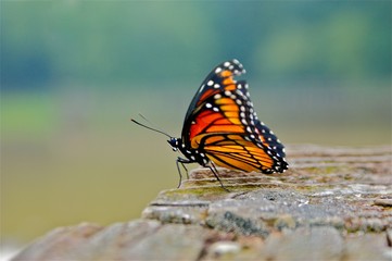 Fototapeta na wymiar Monarch Butterfly on Mossy Rock