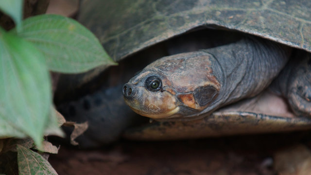 Front view of turtle with legs and head inside its shell in Ecuadorian amazon. Common names: Charapa. Scientific name: Podocnemis unifilis