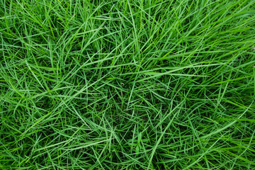 green grass background texture.