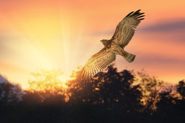 Bird of prey ,short toed snake eagle flying across twilight sky at sunset. Bird watching and photography is a good hobby to educate wildlife reserve attitude.