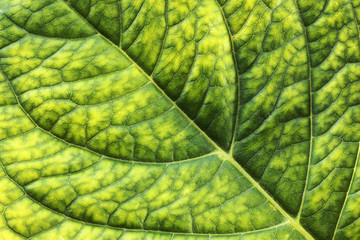 detailed surface of hortensia leaf