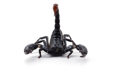 Black scorpion isolated on white background