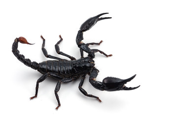 Black scorpion isolated on white background