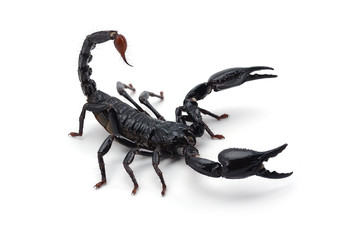Black scorpion isolated on white background