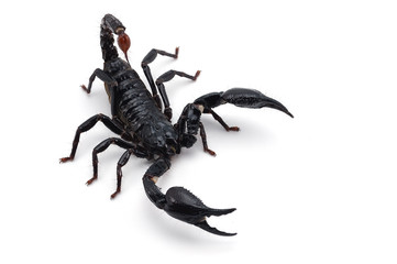 Black scorpion isolated on white background