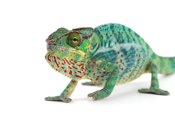 Panther chameleon isolated on white background