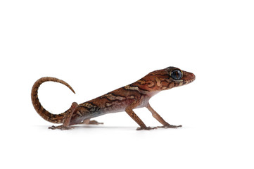 Panther Gecko isolated on white background 
