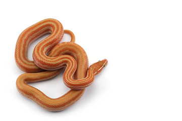  the Cape house snake isolated on white background